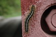 Bridge visitor